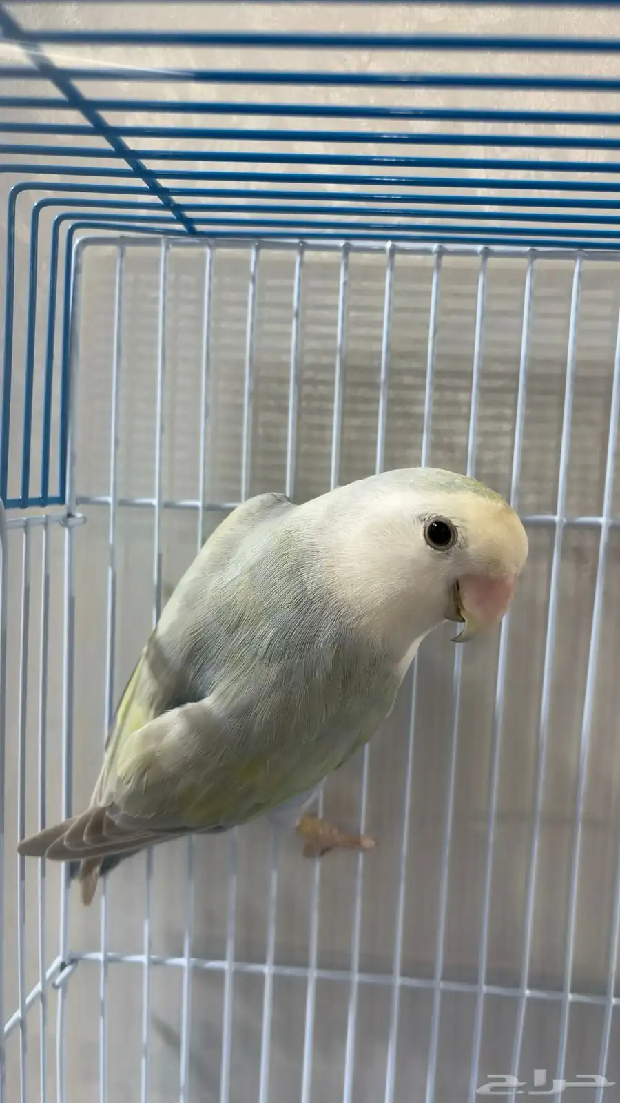 عصفور روز للبيع 3