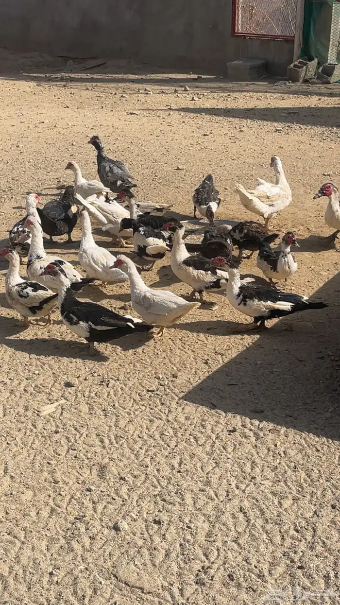 بط ووز 2