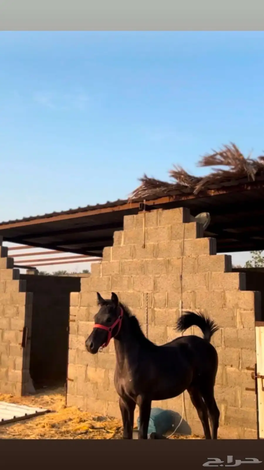 خيل 3