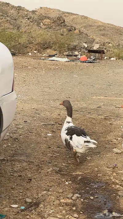 جوز وز للبيع 2