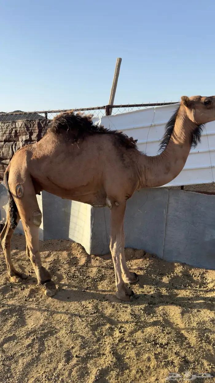 للبيع ناقه حمراء(تم البيع ) 0