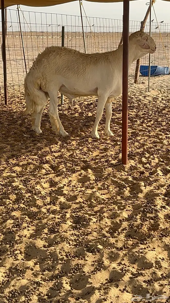 مشروع فحل من مراح البدر 0