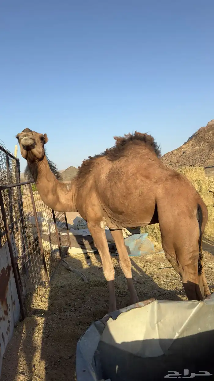 للبيع ناقه حمراء(تم البيع ) 2