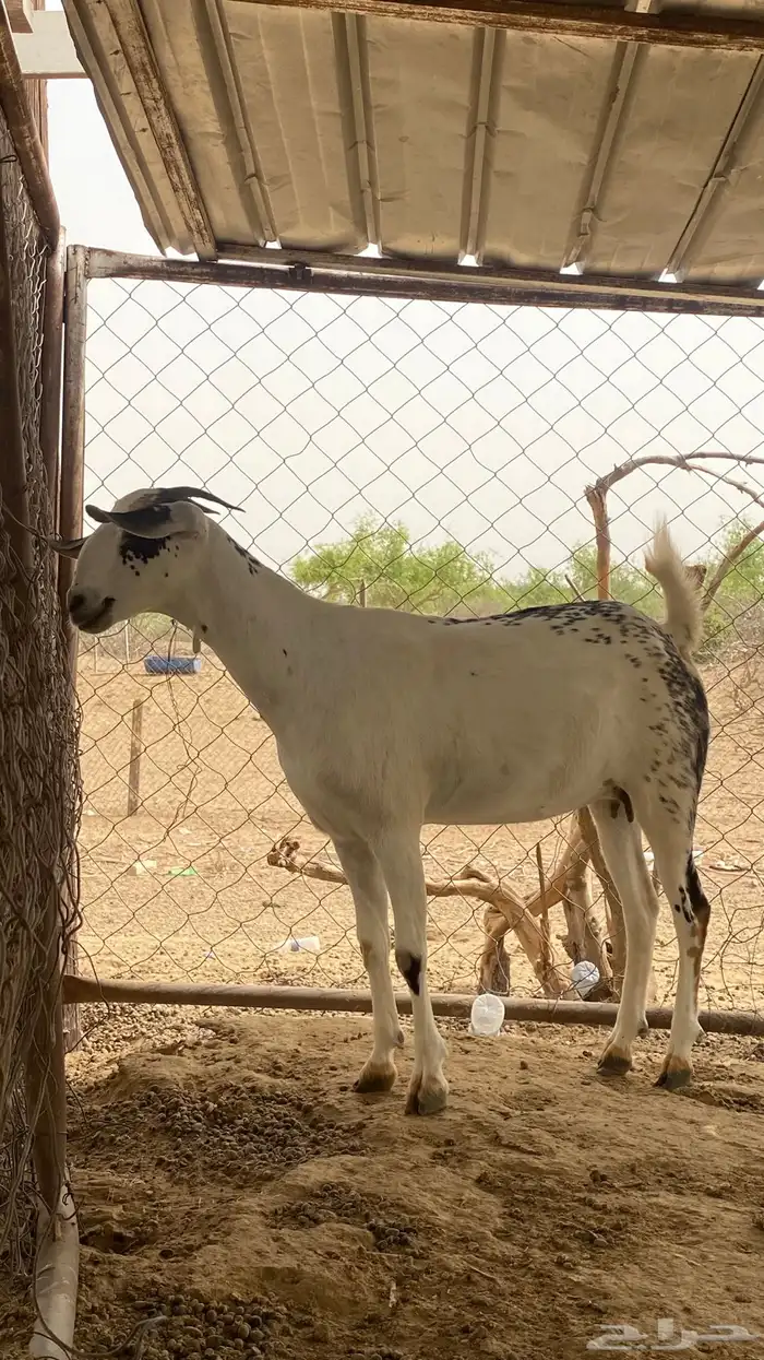 عنز مسلبه جدعيه 9
