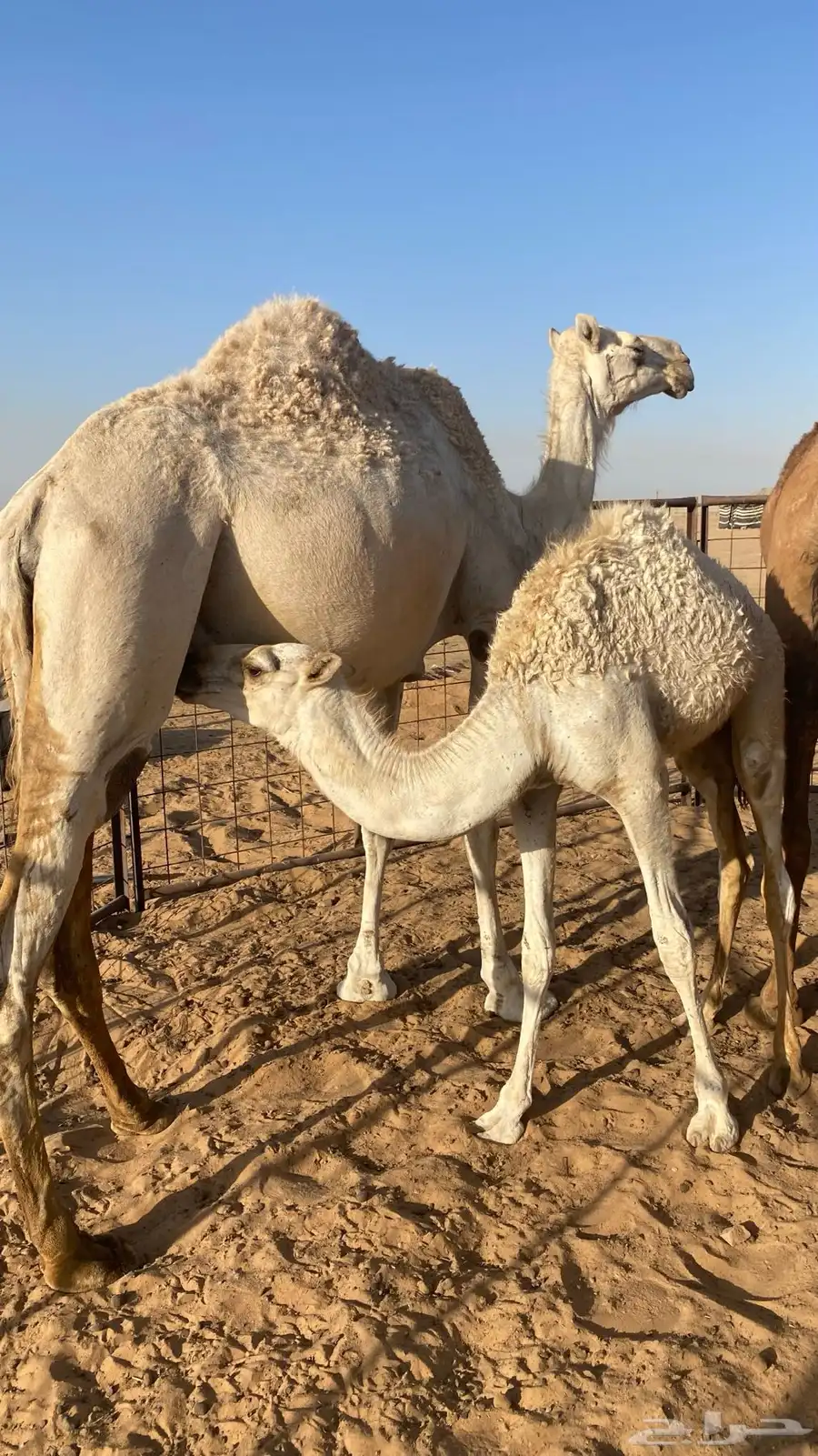 عشاير وضحى هديات 9