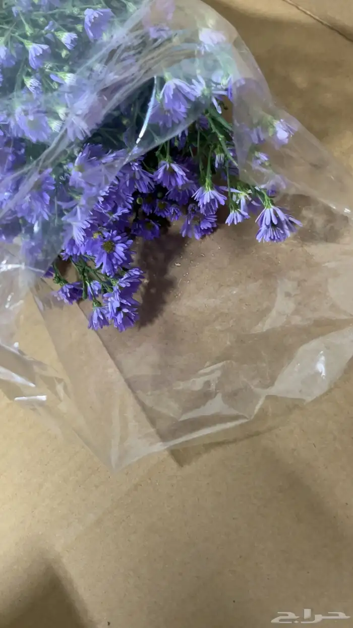 ورود جمله 13