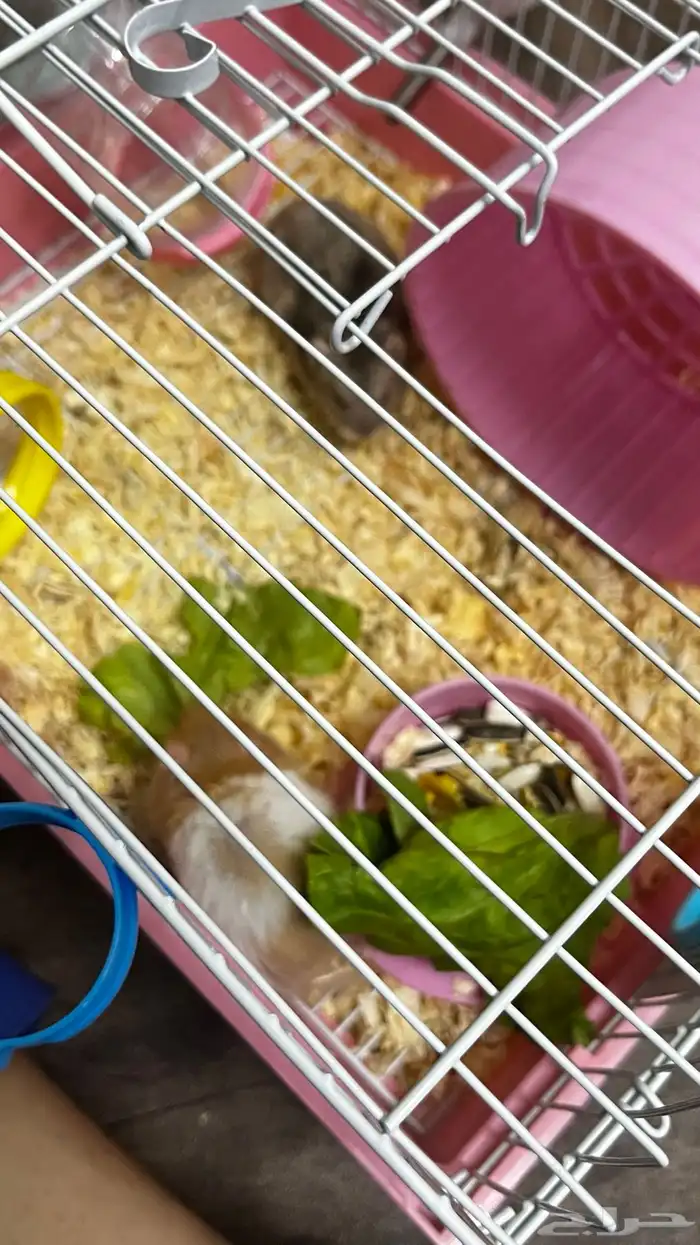 هامسترين ذكر وانثى ب200مع كامل أغراضهم واكلهم وخشبهم 3
