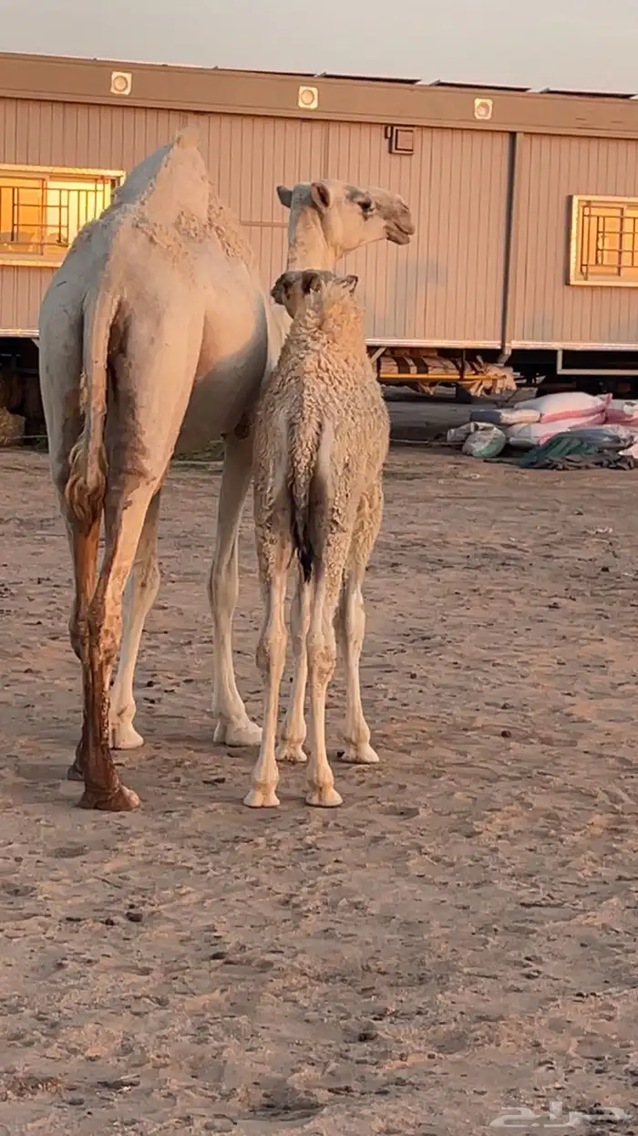 حيران لبانيات 1