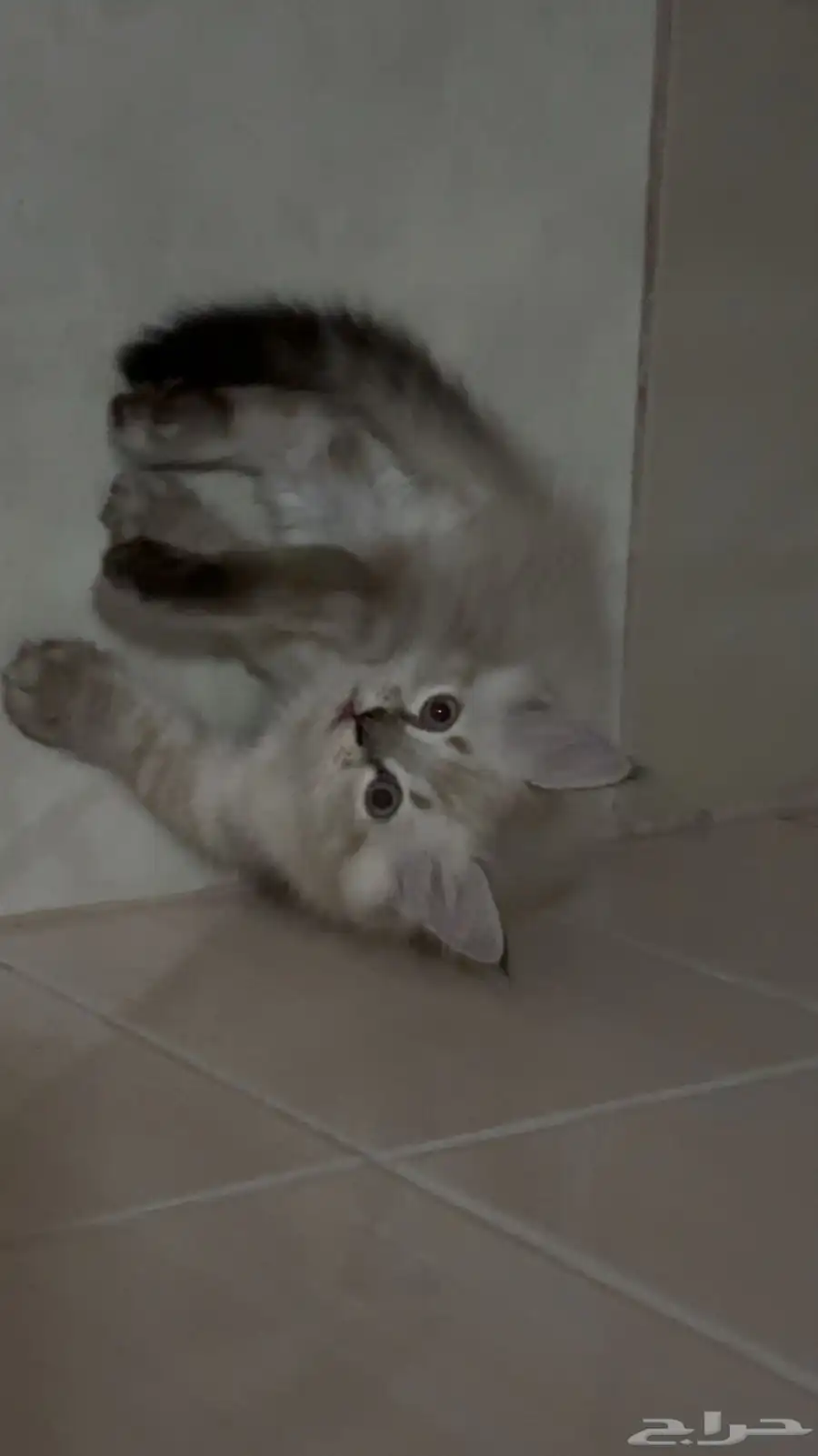قطط 1
