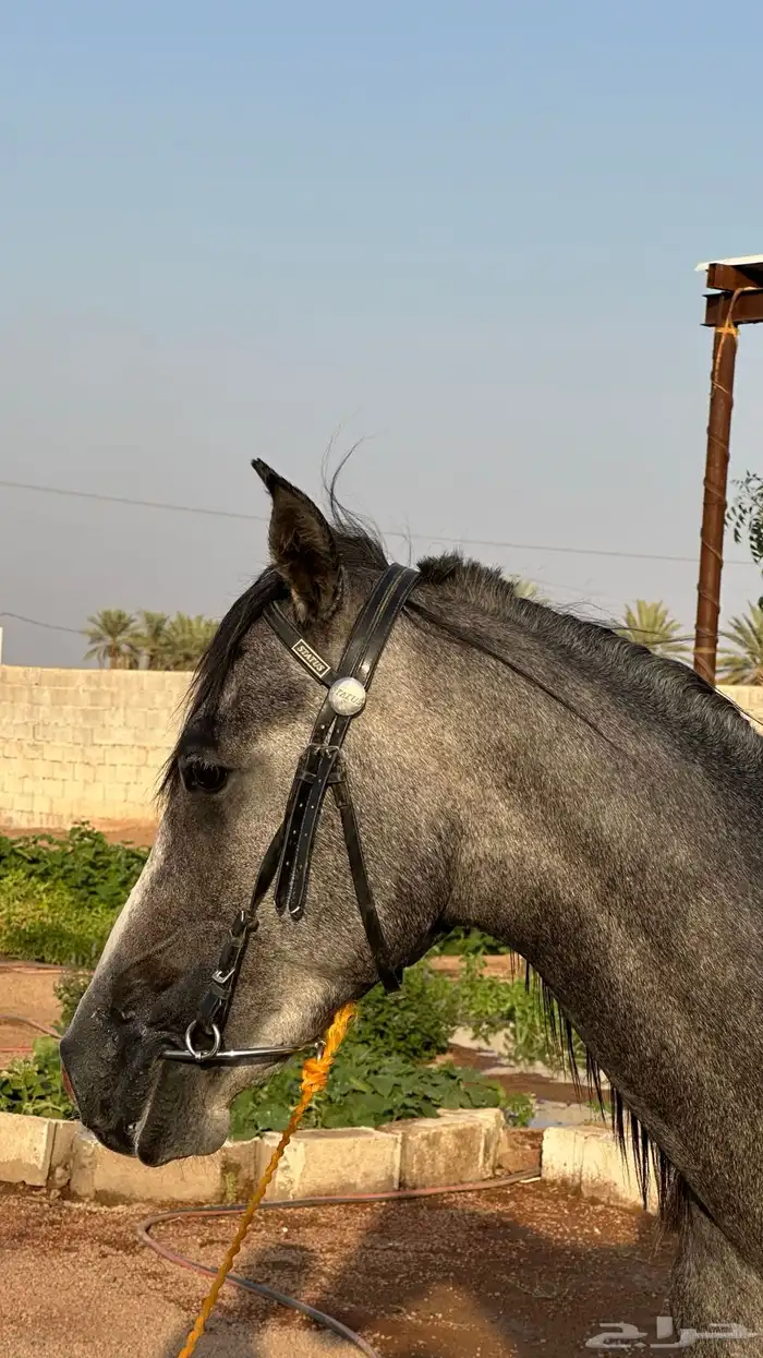 مهر جزيري نقبل بدل طرب وجمال 5