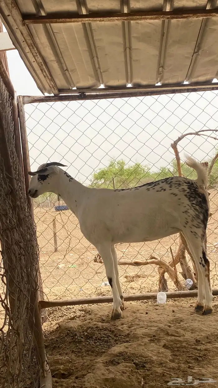 عنز مسلبه جدعيه 6