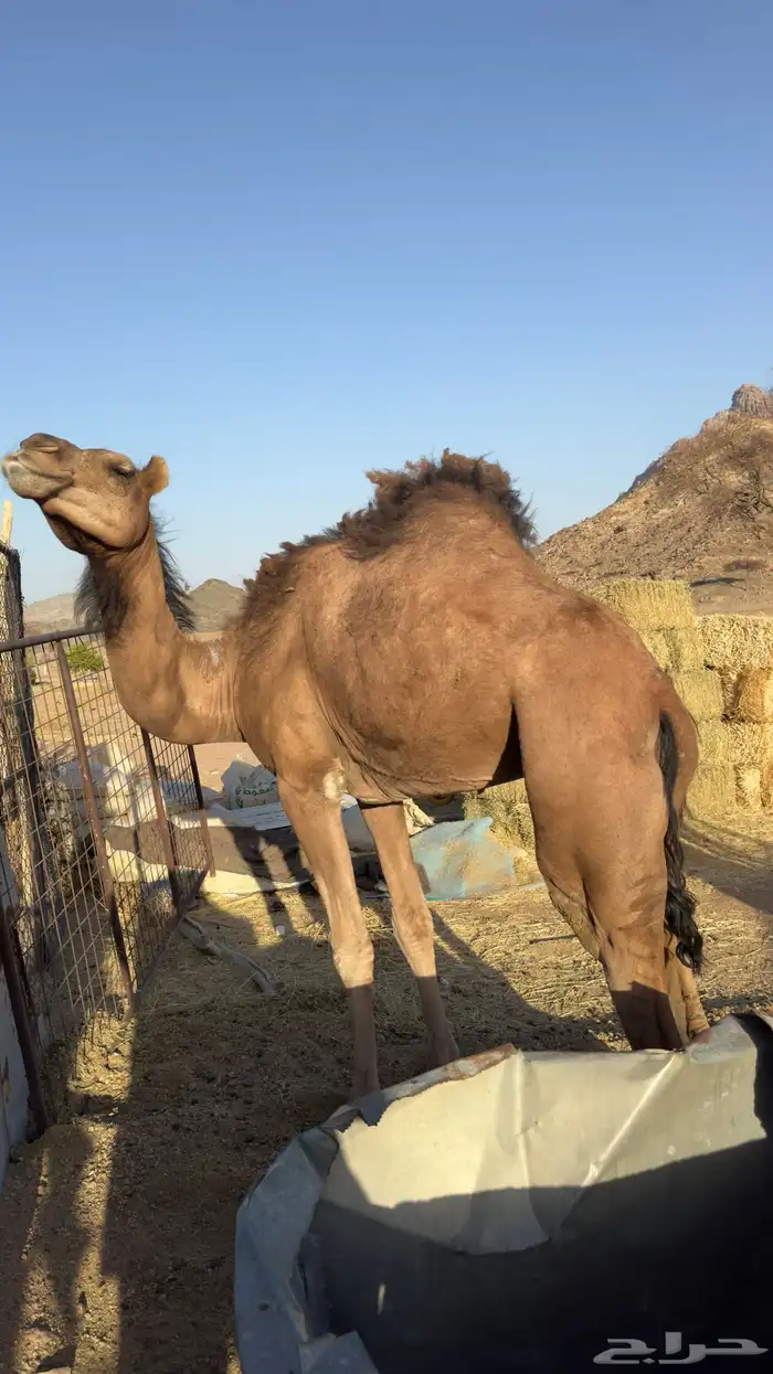 للبيع ناقه حمراء(تم البيع ) 3