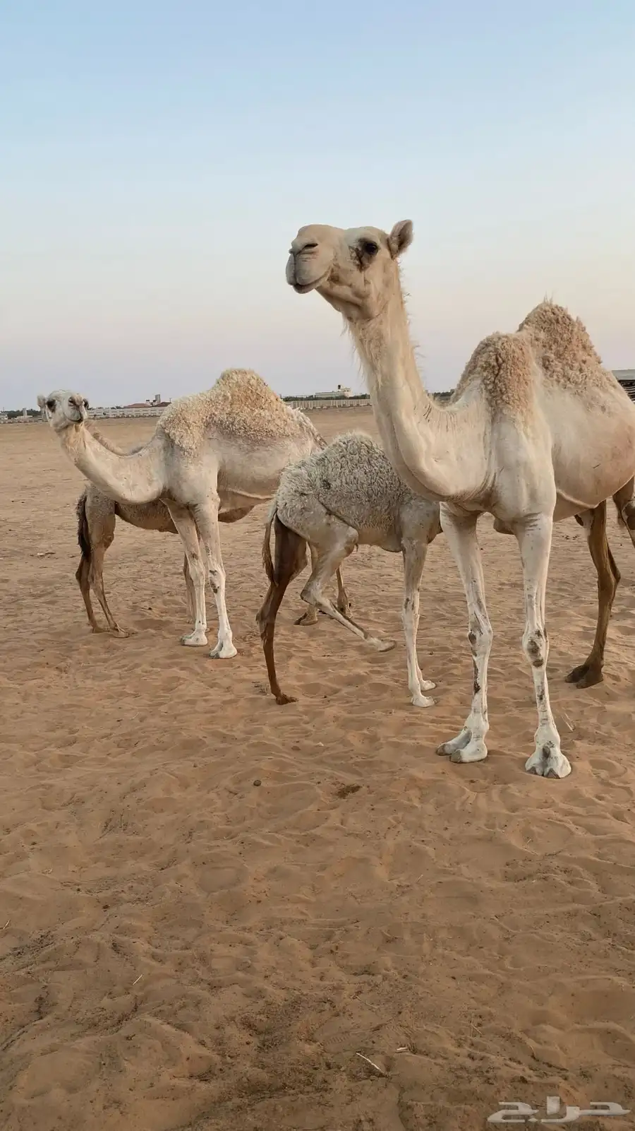 عشاير وضحى هديات 4