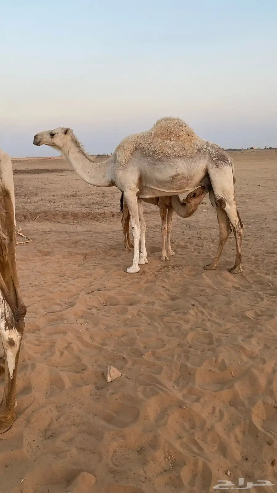 عشاير وضحى هديات 3