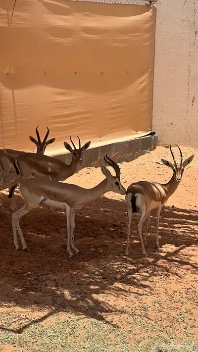 جوزين عفري دفيع ولايف 0