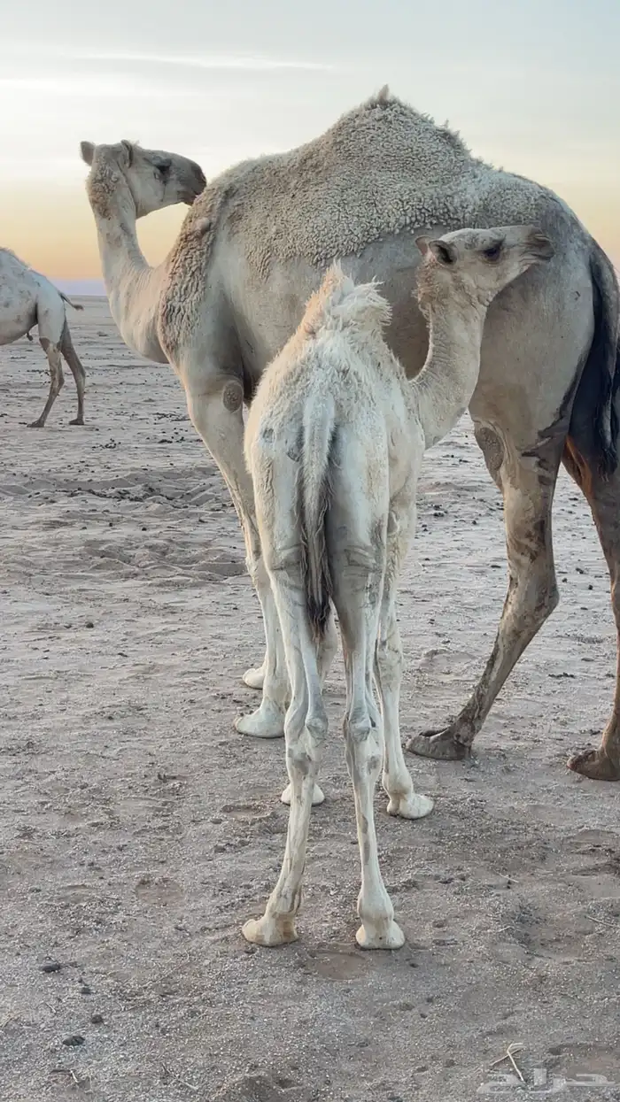 حيران لبانيات 3