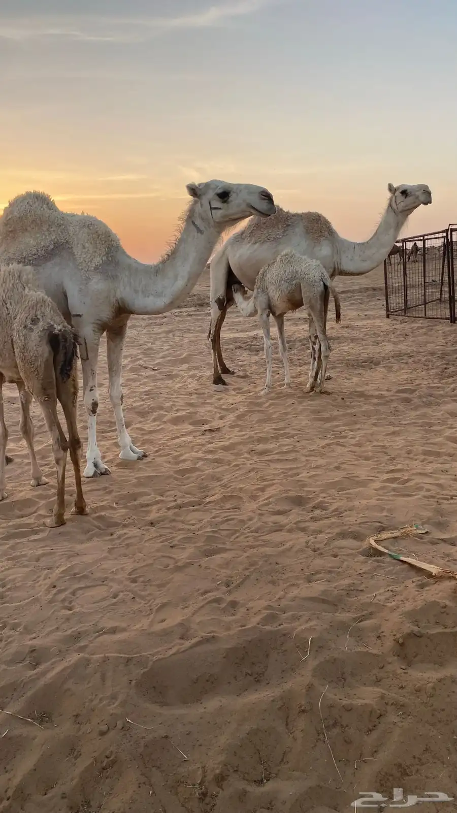 عشاير وضحى هديات 2