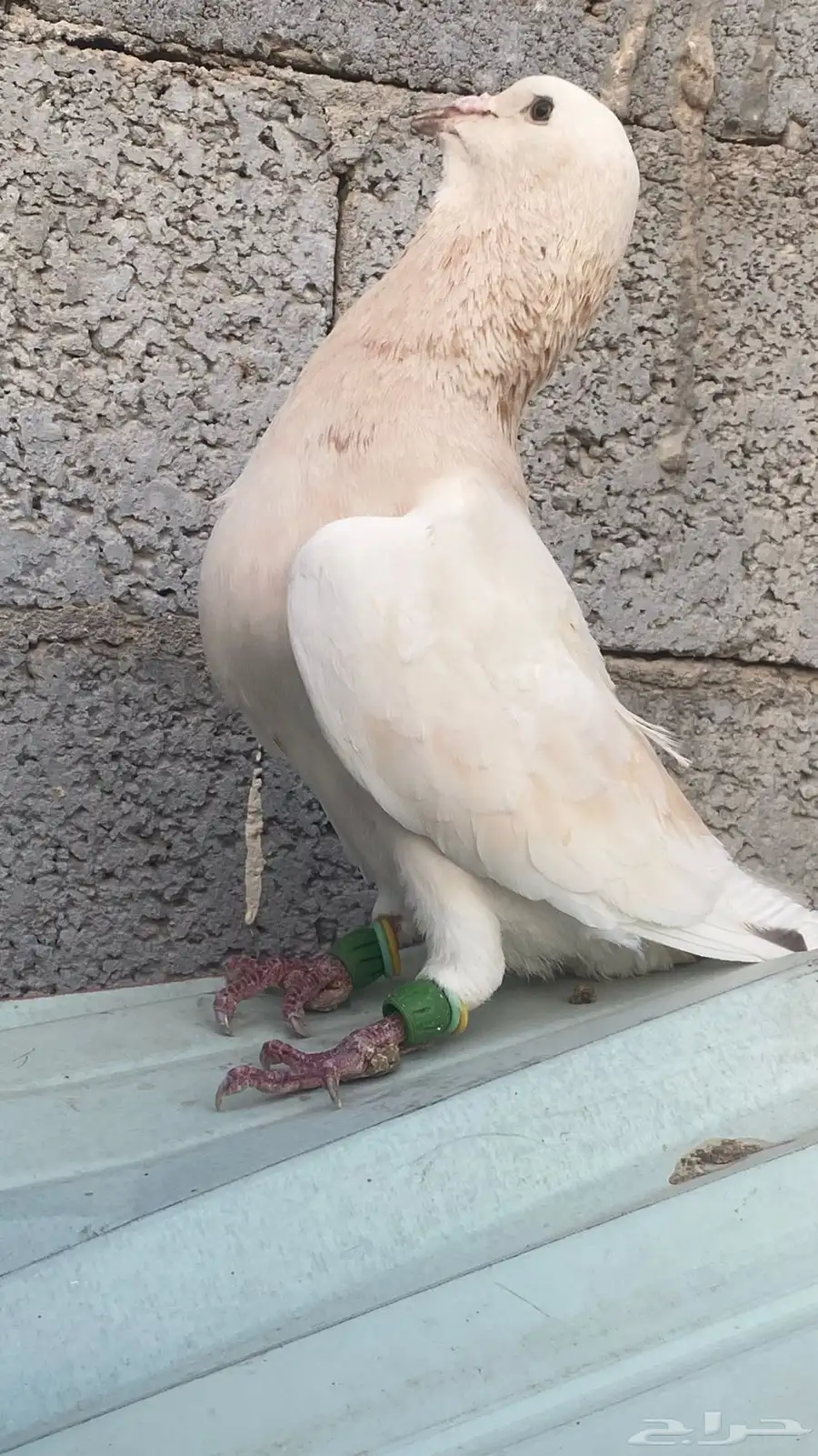 حمام شامي 12
