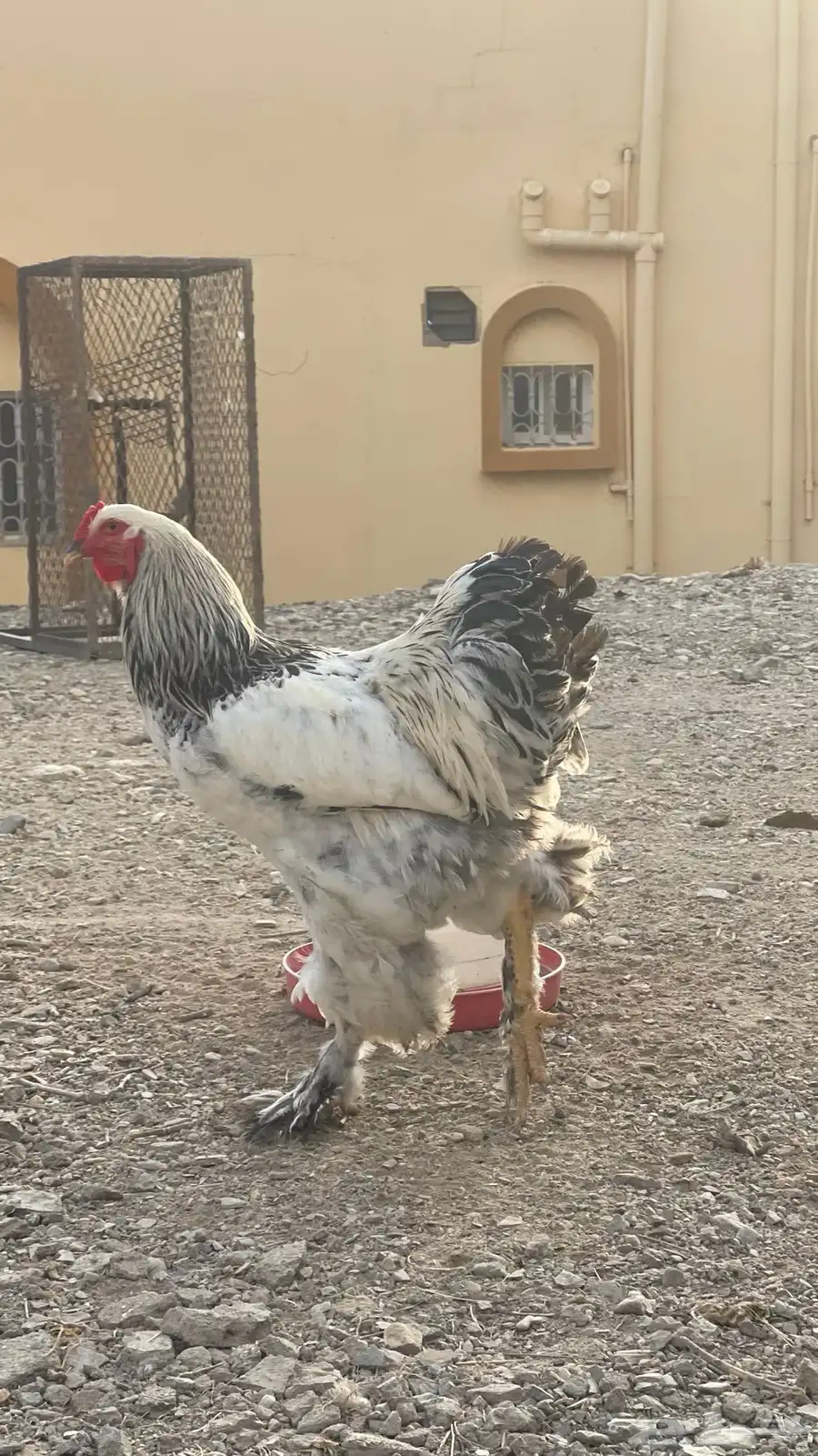 ديك براهما كولمبي اصيل 4