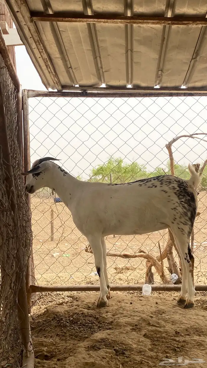 عنز مسلبه جدعيه 5