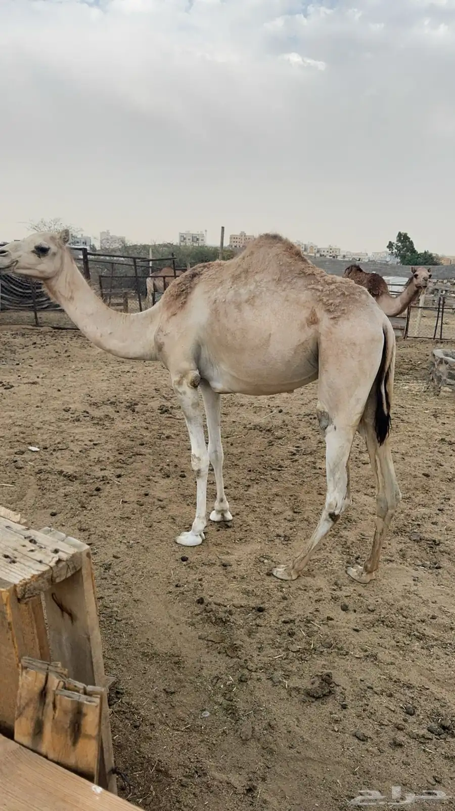 بكره سيمينه كفو للبيع 0