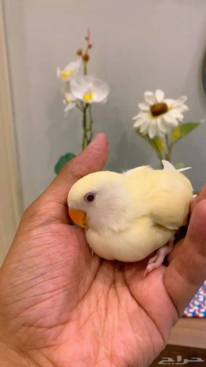 ببغاء روز اينو أليف (تم البيع الله يبارك له بعدد ريشه) 3