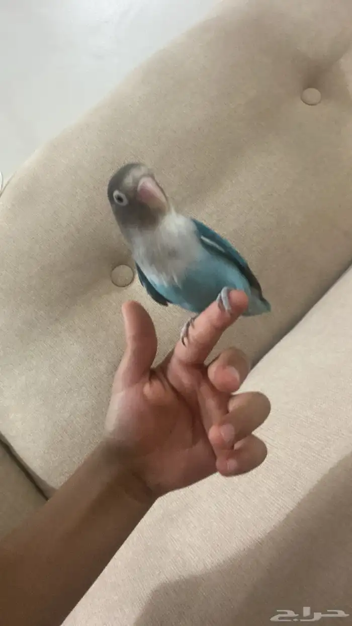 الموقع تمير 0