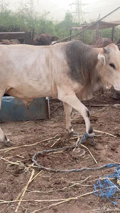 ثور هولندي 4