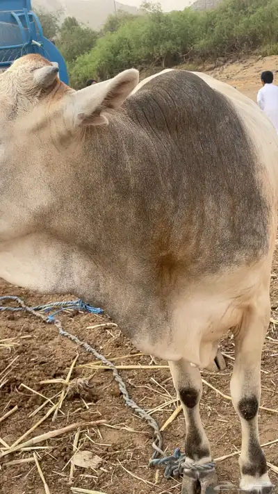 ثور هولندي 2
