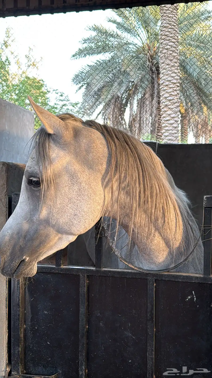 حصان واهو حفيد جستيوس ولد اي دي جينار 1