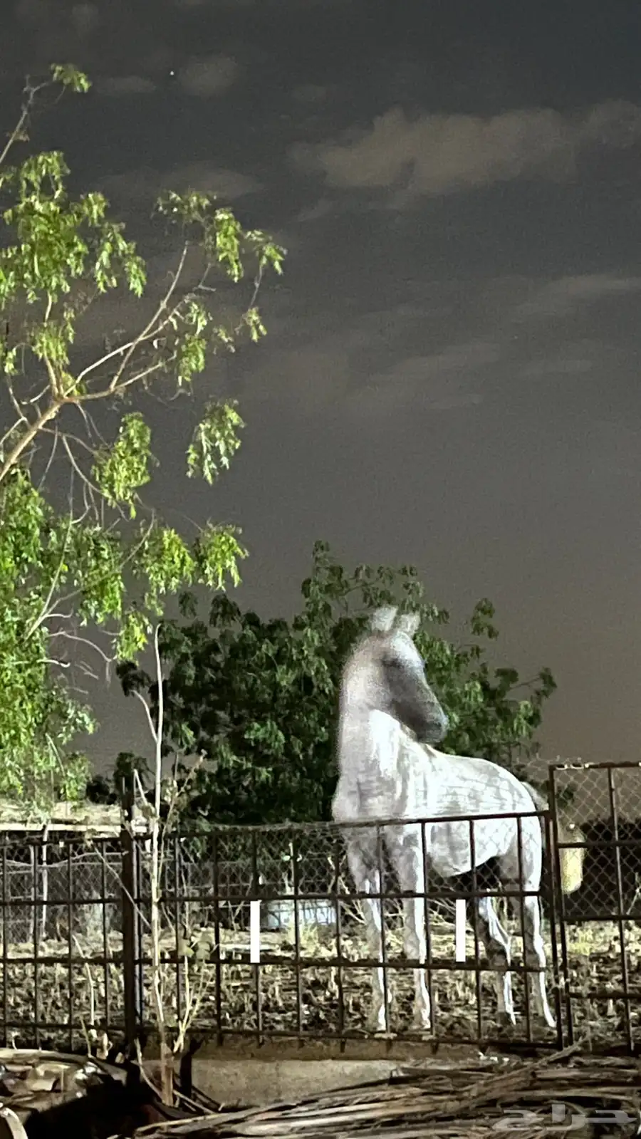 حصان شعبي 1