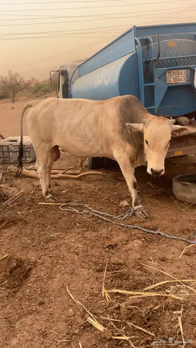 ثور هولندي 6
