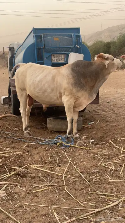 ثور هولندي 1