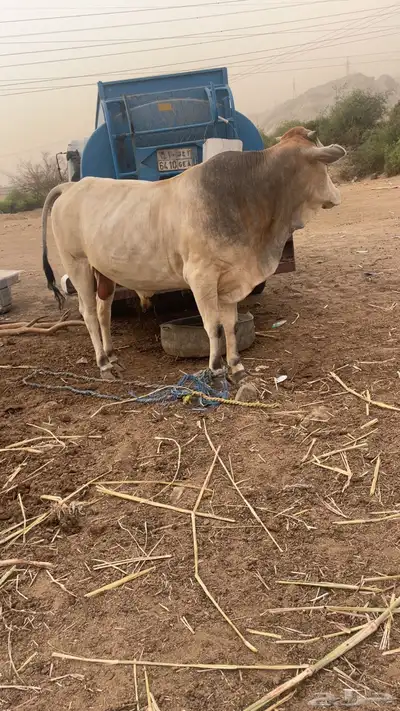 ثور هولندي 0