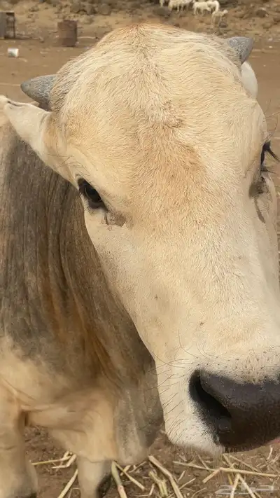 ثور هولندي 5