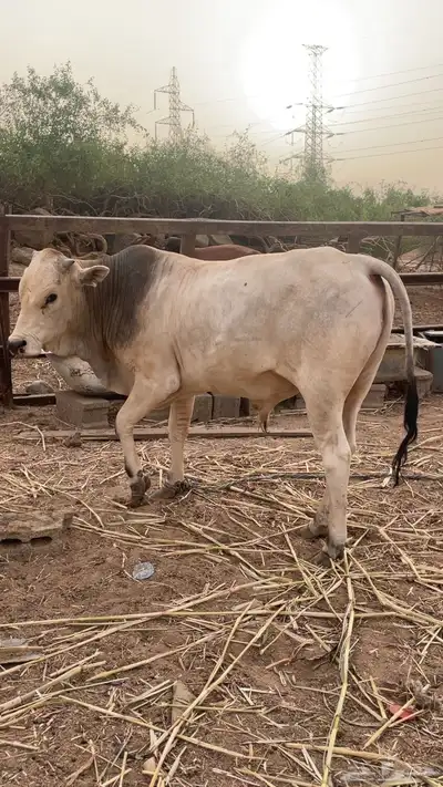 ثور هولندي 3