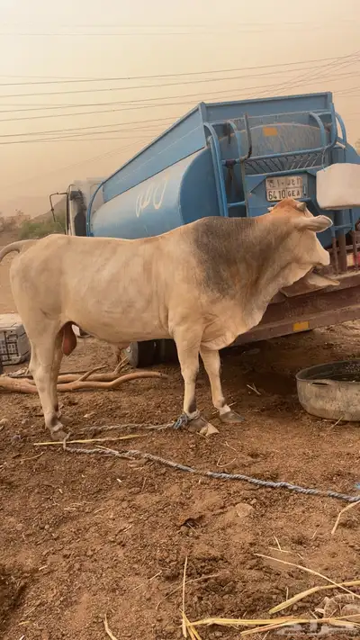 ثور هولندي 7
