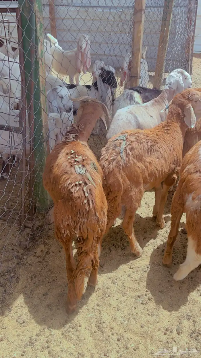 خرفان سواكن جبر مرابي 4 شهور علف طيب لحمه طيبه شرط 0