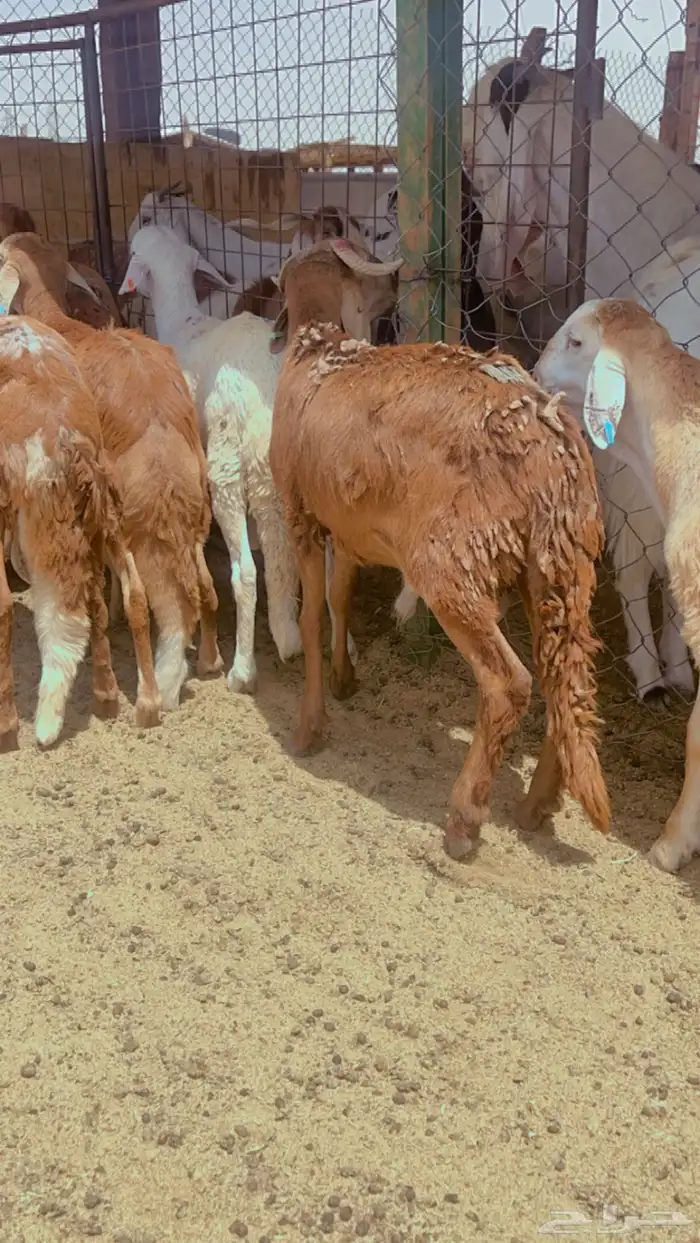 خرفان سواكن جبر مرابي 4 شهور علف طيب لحمه طيبه شرط 2