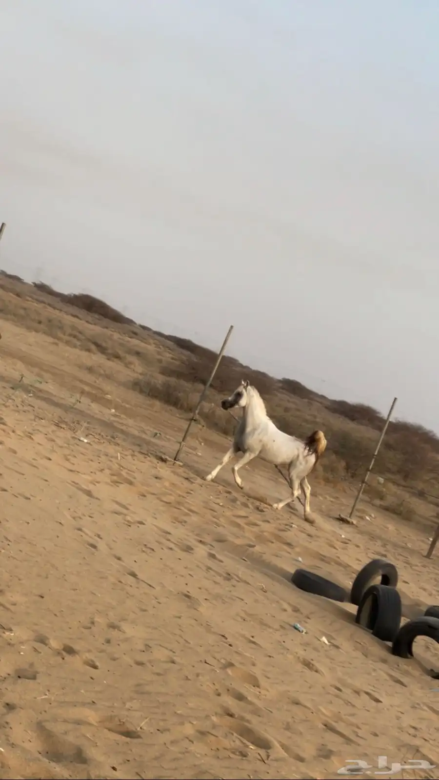 خيل شعبي 0