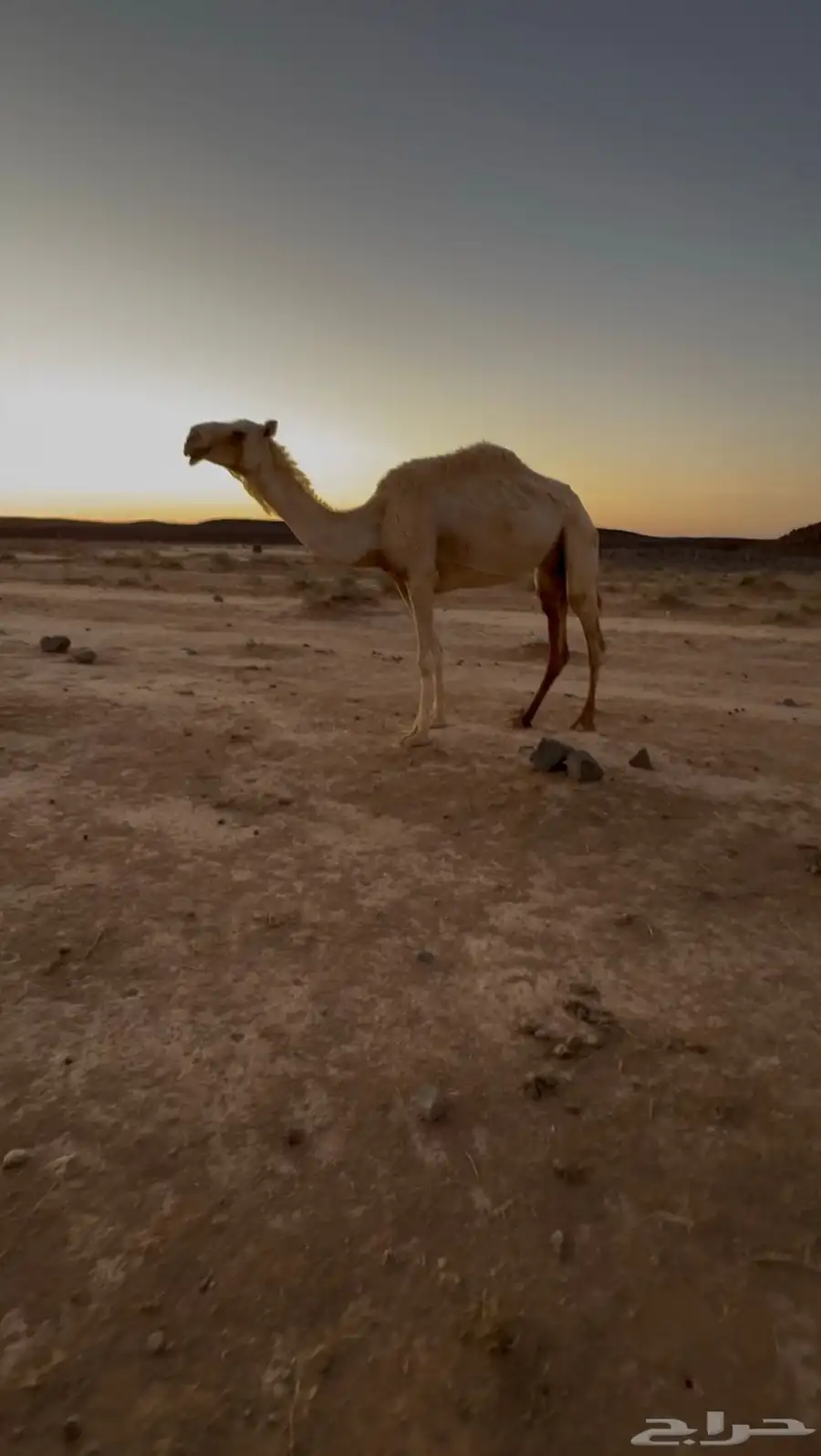للبيع رحول وضحاء خلفه تحتها بكره 3