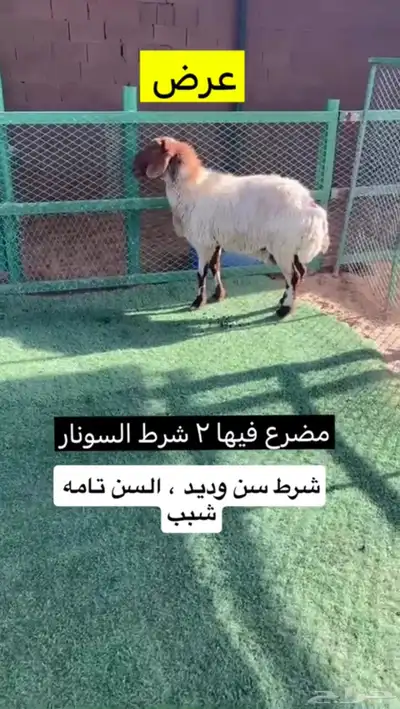 نعيميه مضرع 1
