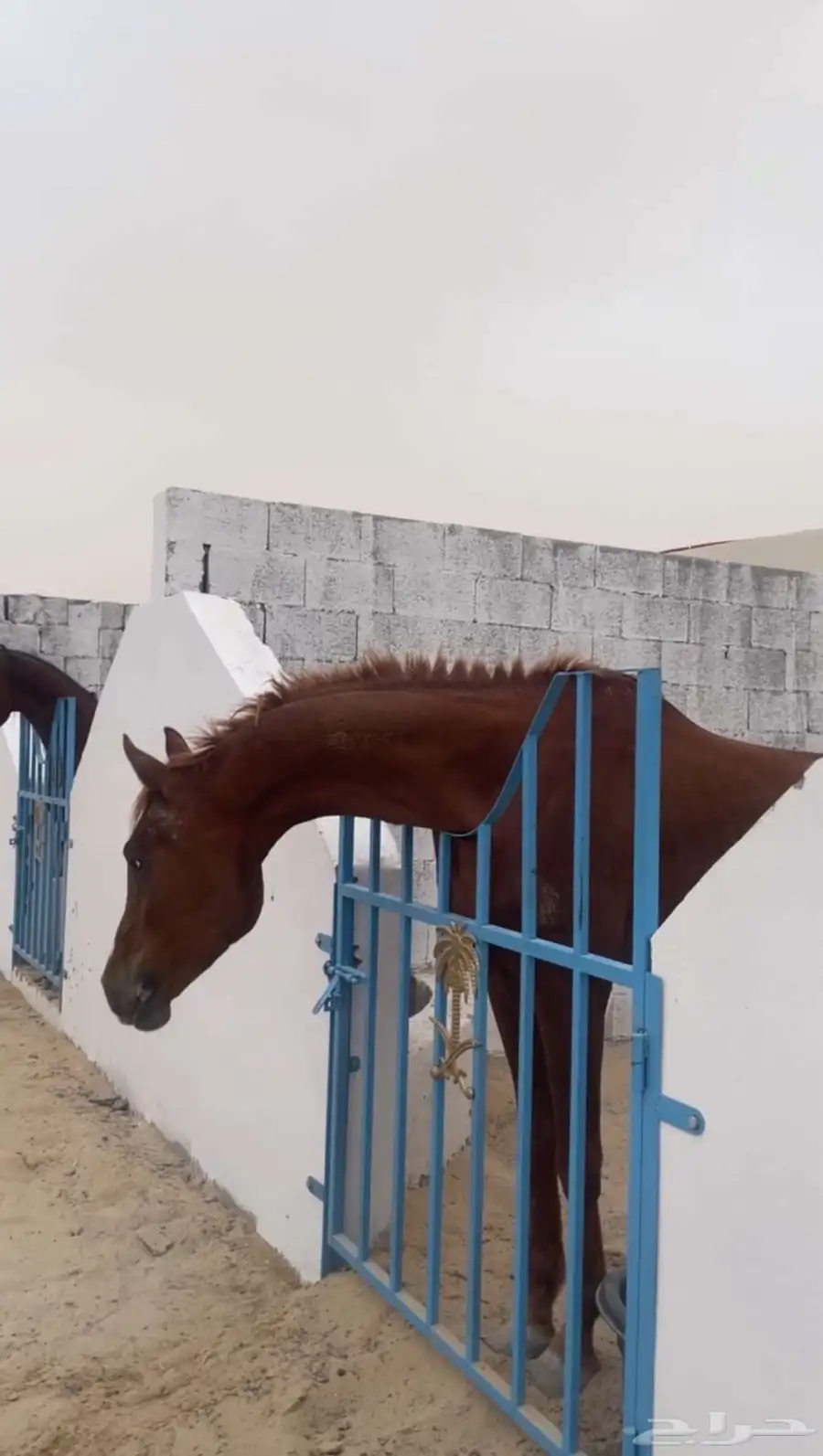 حصان شعبي للبيع 0