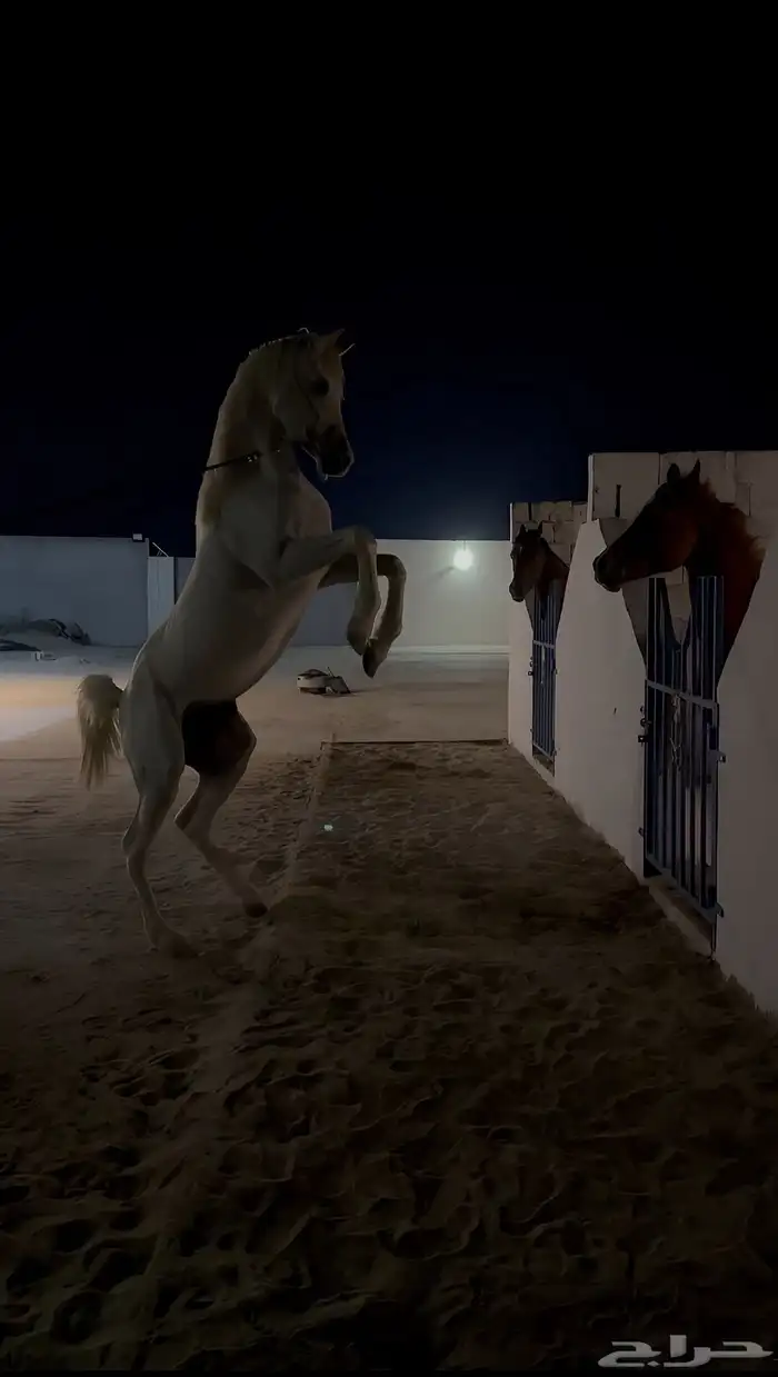 حصان شعبي طيب 4