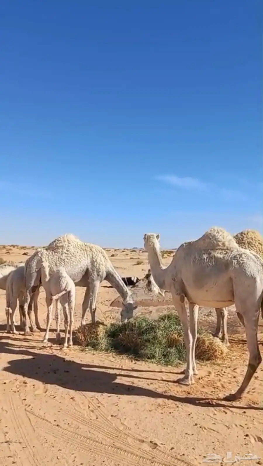 خلفات للبيع 1