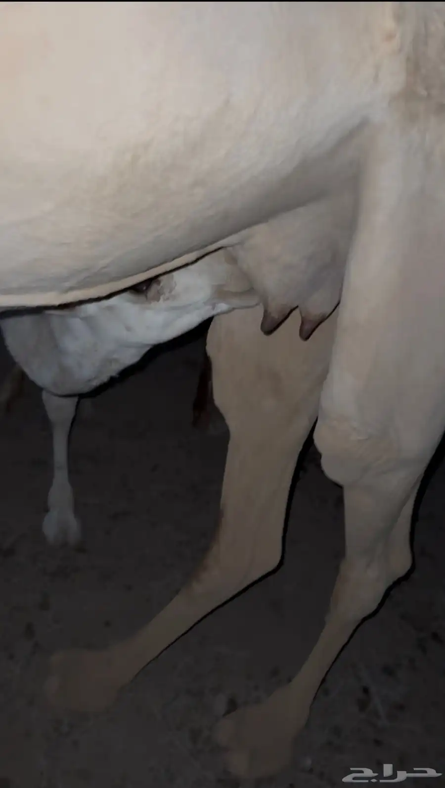 للبيع رحول وضحاء خلفه تحتها بكره 2