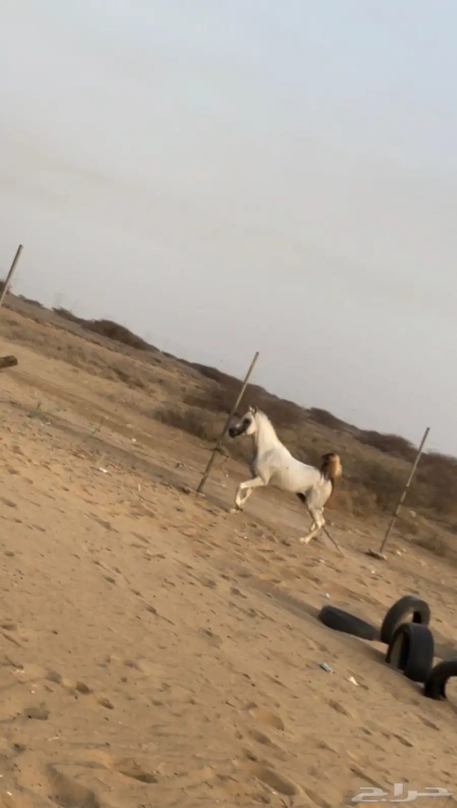 خيل شعبي 1