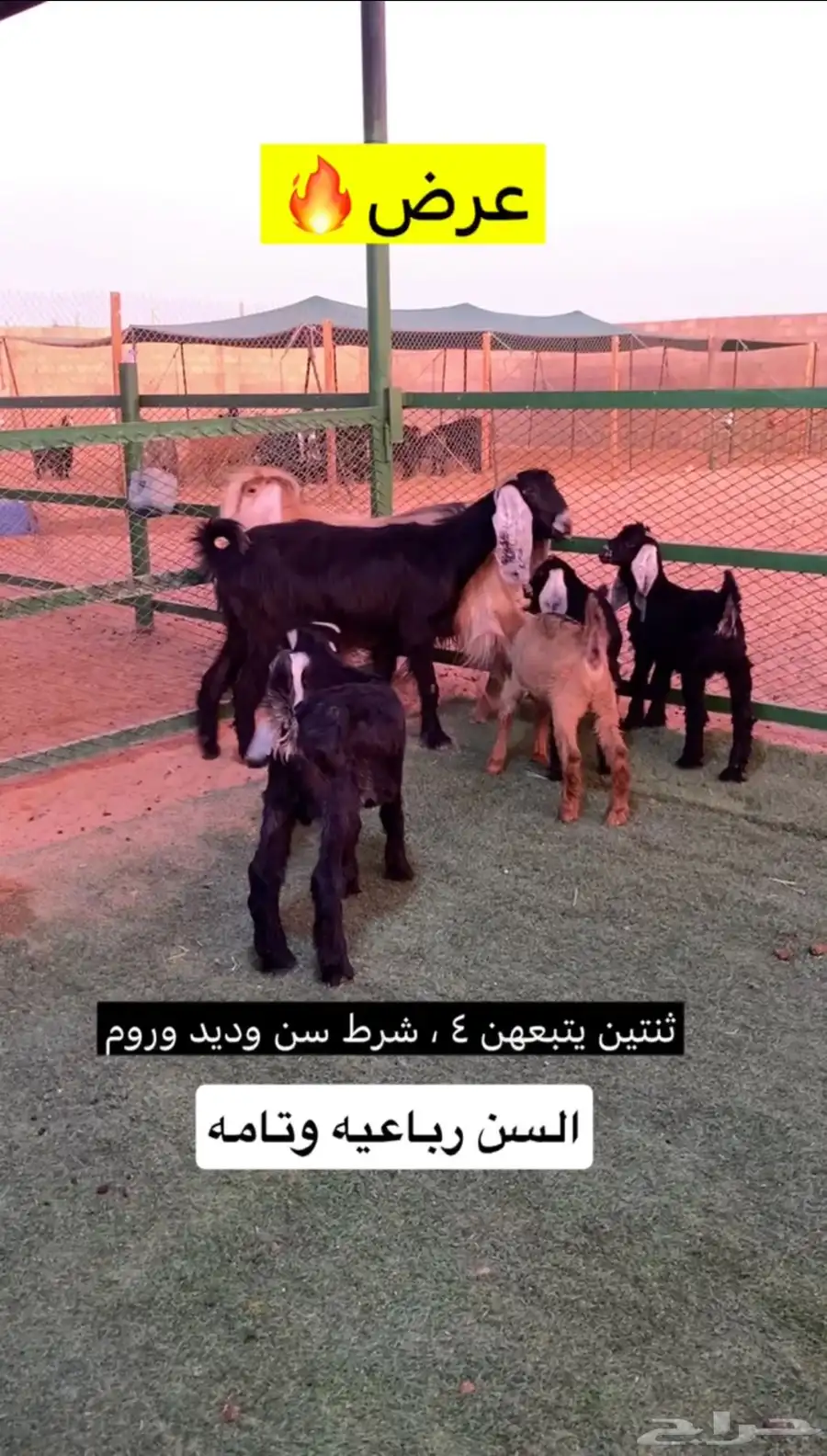 معزا مطافيل 1