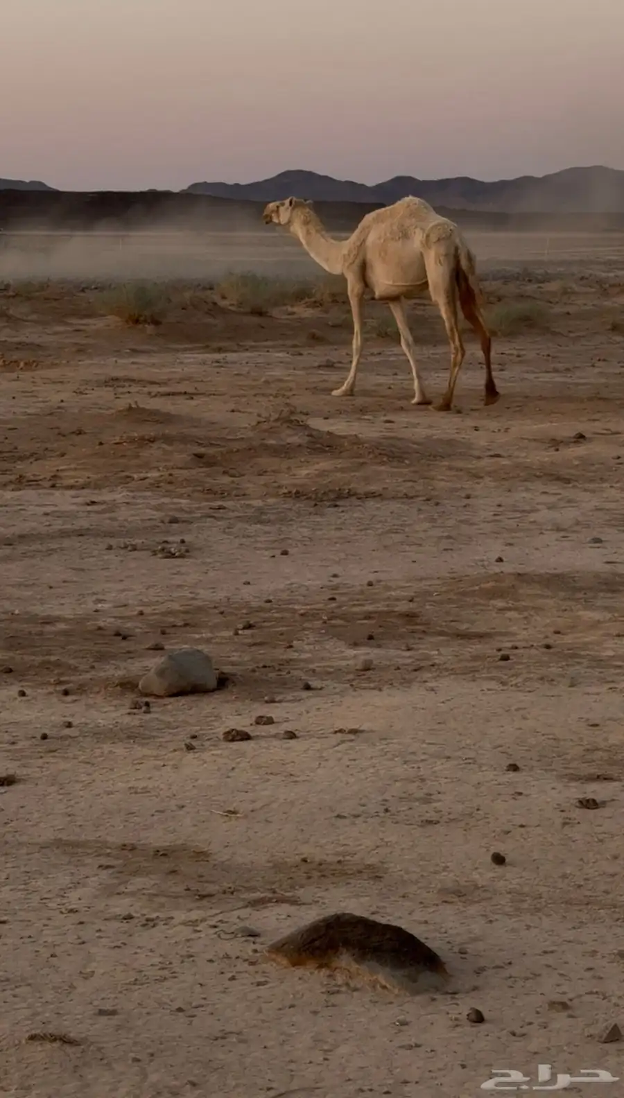 للبيع رحول وضحاء خلفه تحتها بكره 0