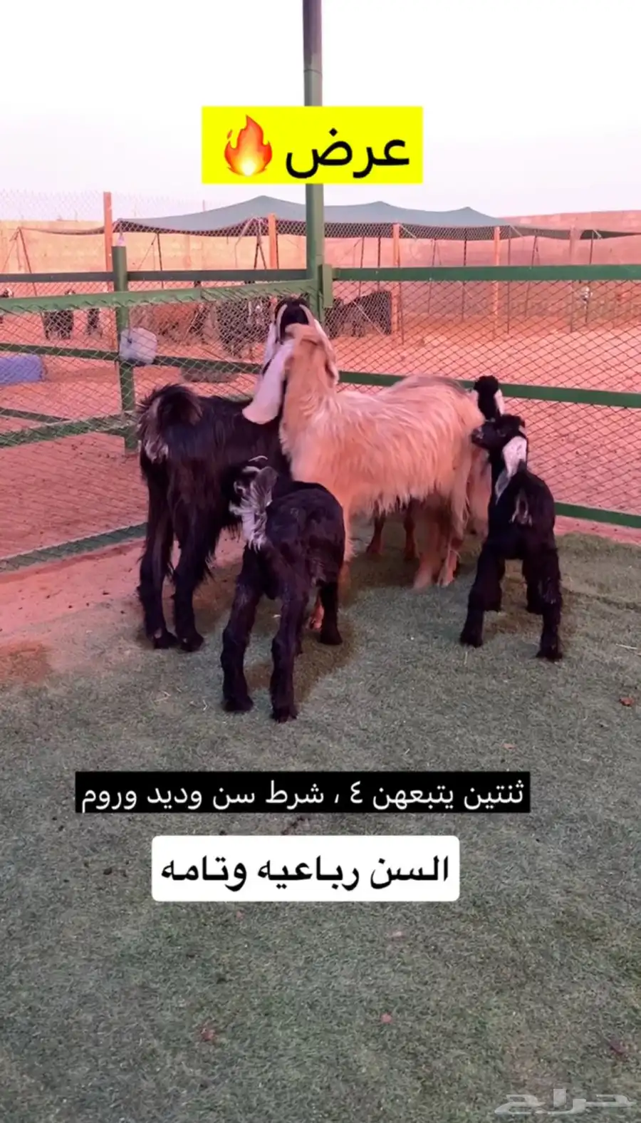 معزا مطافيل 2